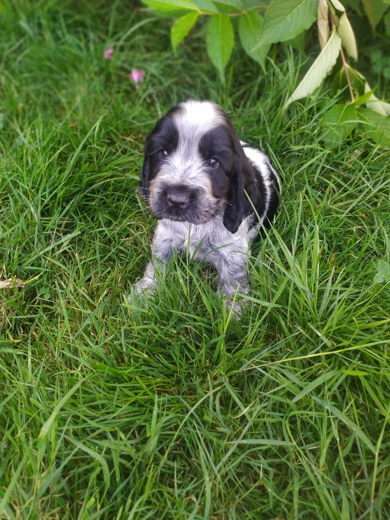 V....chiot du Tertre de la Pommeraie