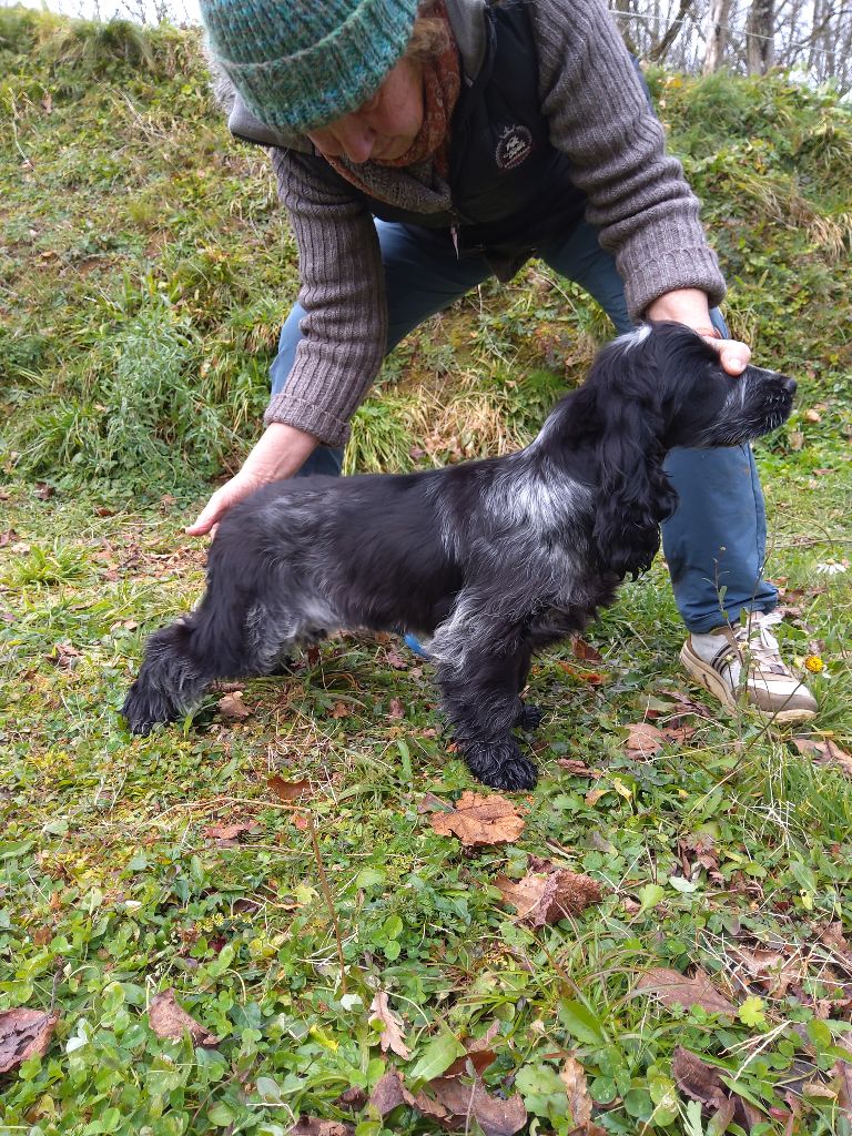 du Tertre de la Pommeraie - Chiot disponible  - Cocker Spaniel Anglais