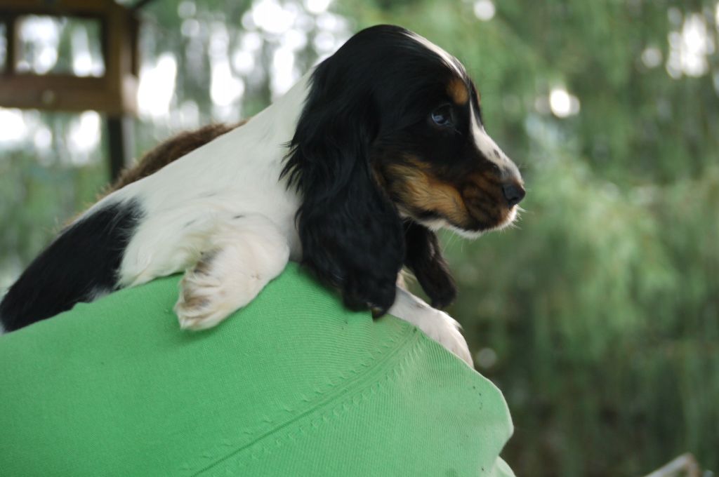 du Tertre de la Pommeraie - Chiot disponible  - Cocker Spaniel Anglais