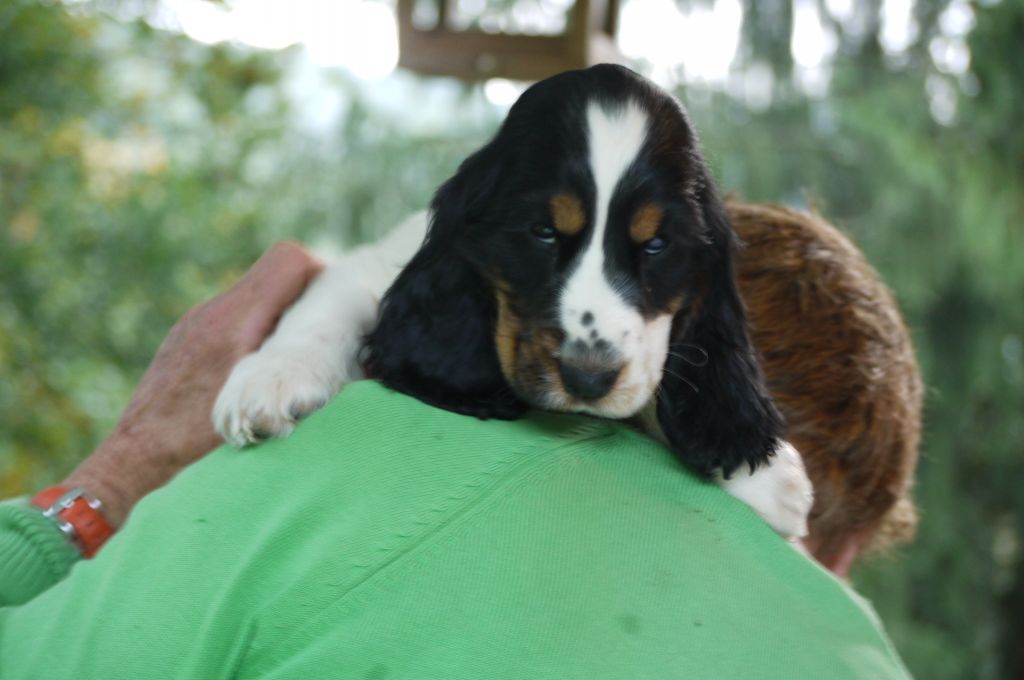 du Tertre de la Pommeraie - Chiot disponible  - Cocker Spaniel Anglais