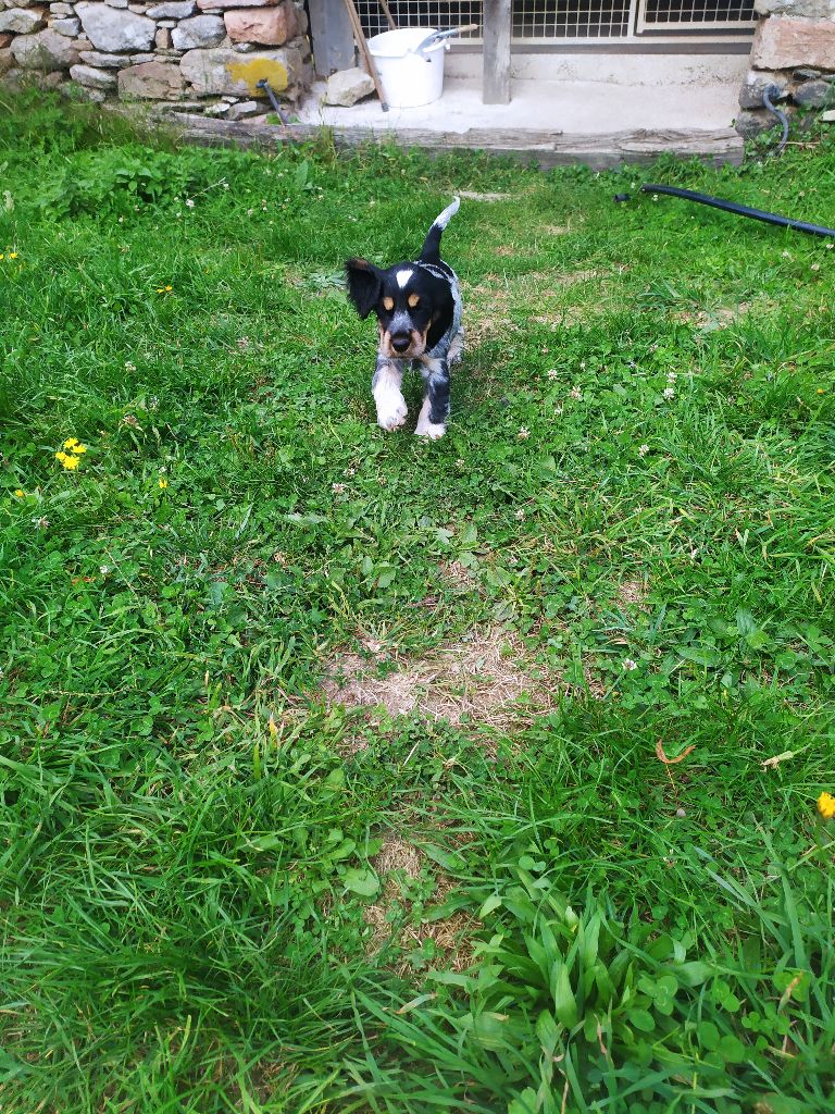 du Tertre de la Pommeraie - Chiot disponible  - Cocker Spaniel Anglais