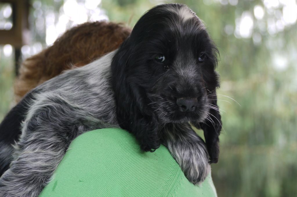 du Tertre de la Pommeraie - Chiot disponible  - Cocker Spaniel Anglais