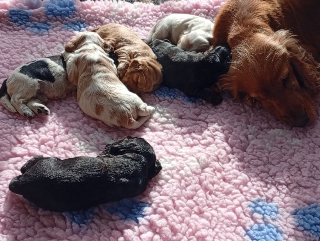 du Tertre de la Pommeraie - des nouvelles des chiots de Orangine et Vox du tertre de la pommeraie