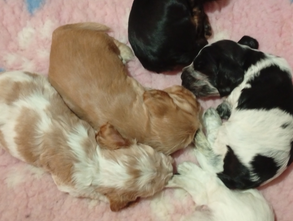 des nouvelles des chiots de Orangine et Vox du tertre de la pommeraie