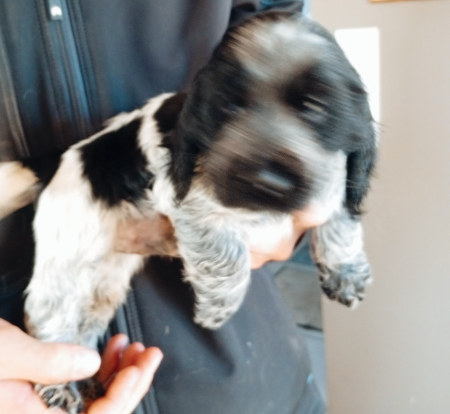 du Tertre de la Pommeraie - ARSEN du tertre de la pommeraie