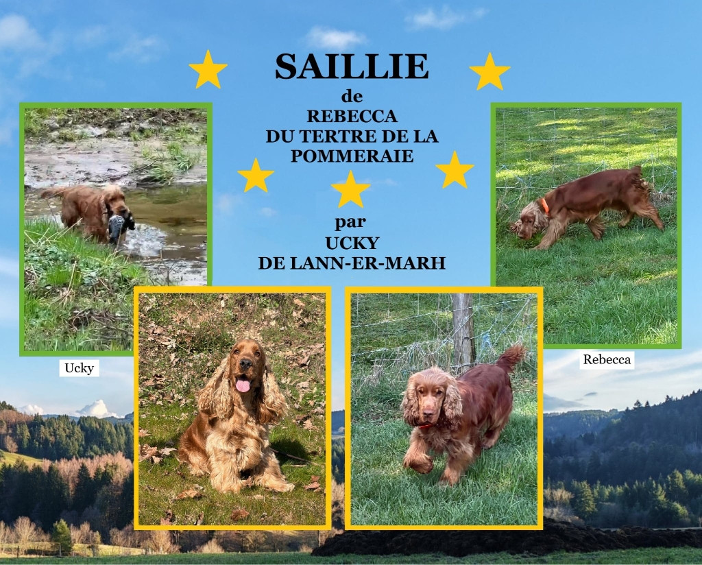 du Tertre de la Pommeraie - rebecca et ucky de lann er marh chiots a naitre mi mai