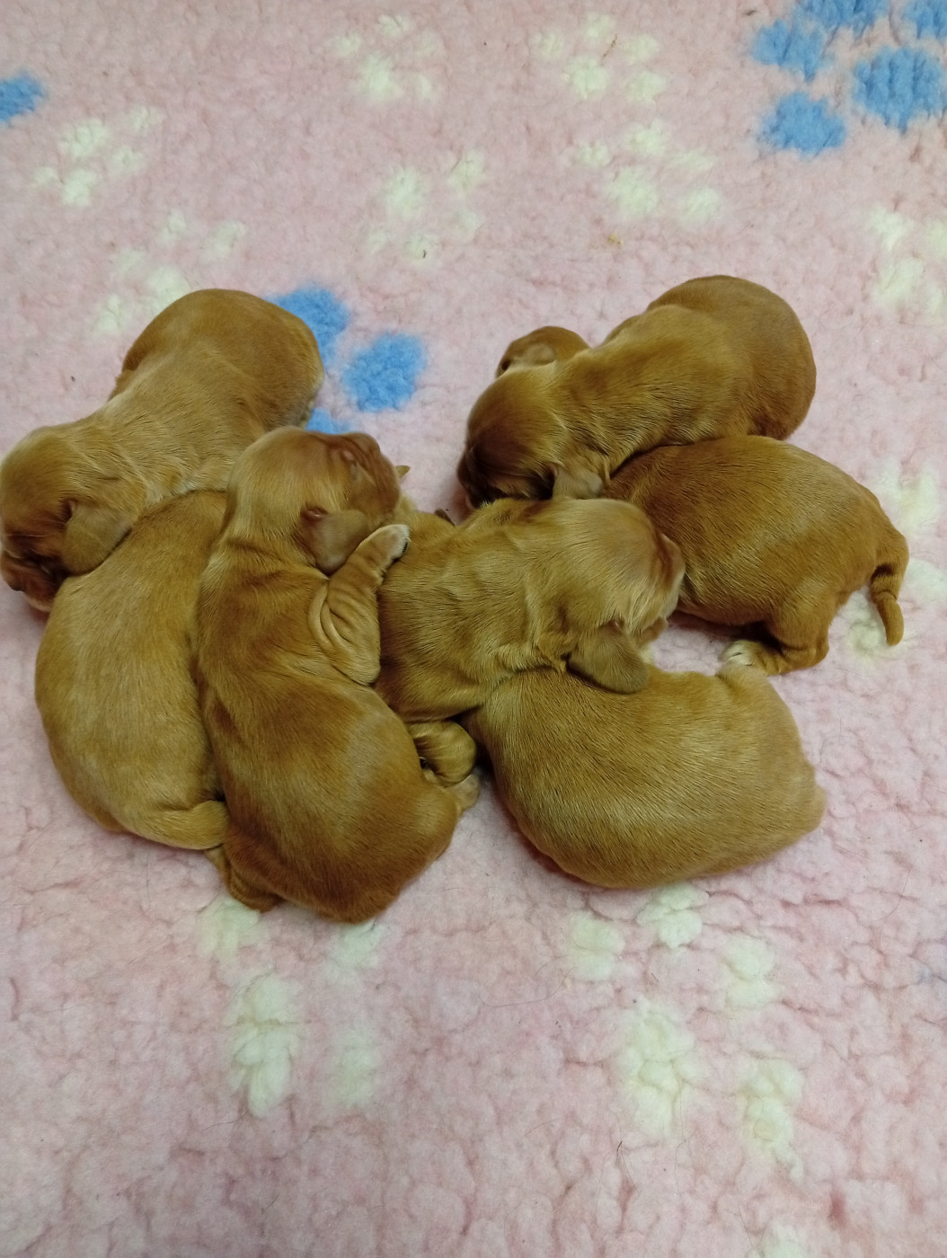 du Tertre de la Pommeraie - naissance de chiots cockers