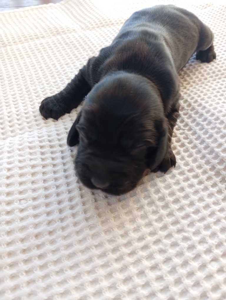 du Tertre de la Pommeraie - Chiots disponibles - Cocker Spaniel Anglais