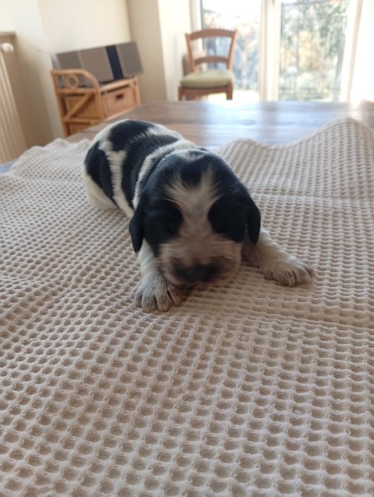 du Tertre de la Pommeraie - Chiots disponibles - Cocker Spaniel Anglais