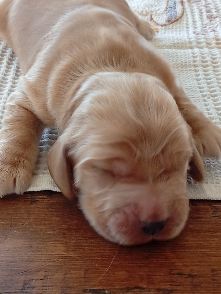 du Tertre de la Pommeraie - Chiots disponibles - Cocker Spaniel Anglais