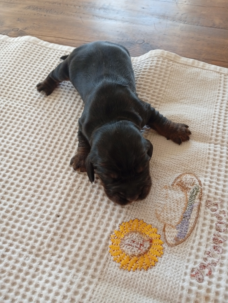 du Tertre de la Pommeraie - Chiots disponibles - Cocker Spaniel Anglais