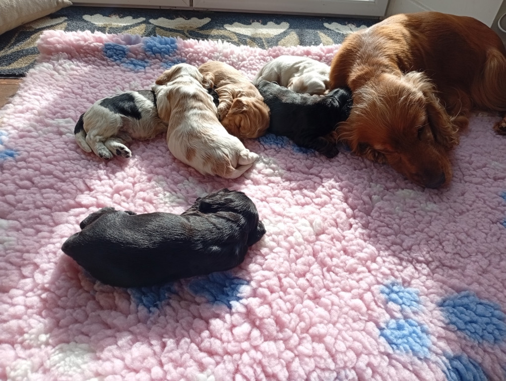 du Tertre de la Pommeraie - Cocker Spaniel Anglais - Portée née le 28/10/2025