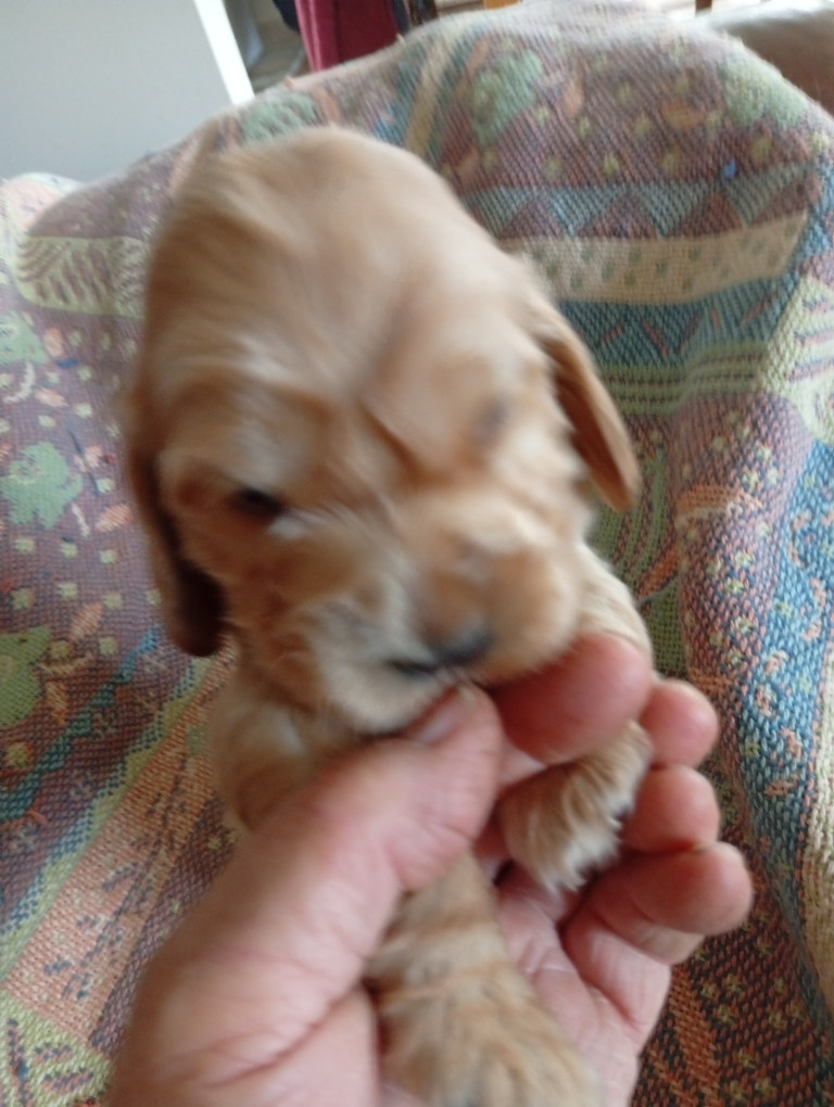 du Tertre de la Pommeraie - Chiots disponibles - Cocker Spaniel Anglais