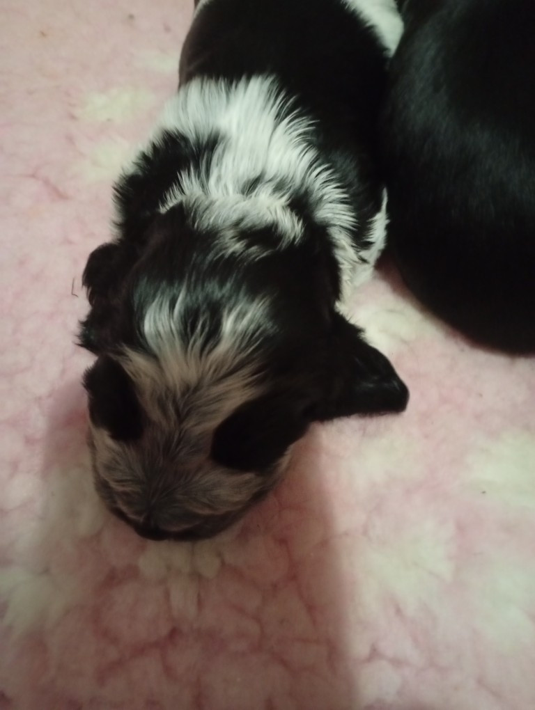 du Tertre de la Pommeraie - Chiots disponibles - Cocker Spaniel Anglais