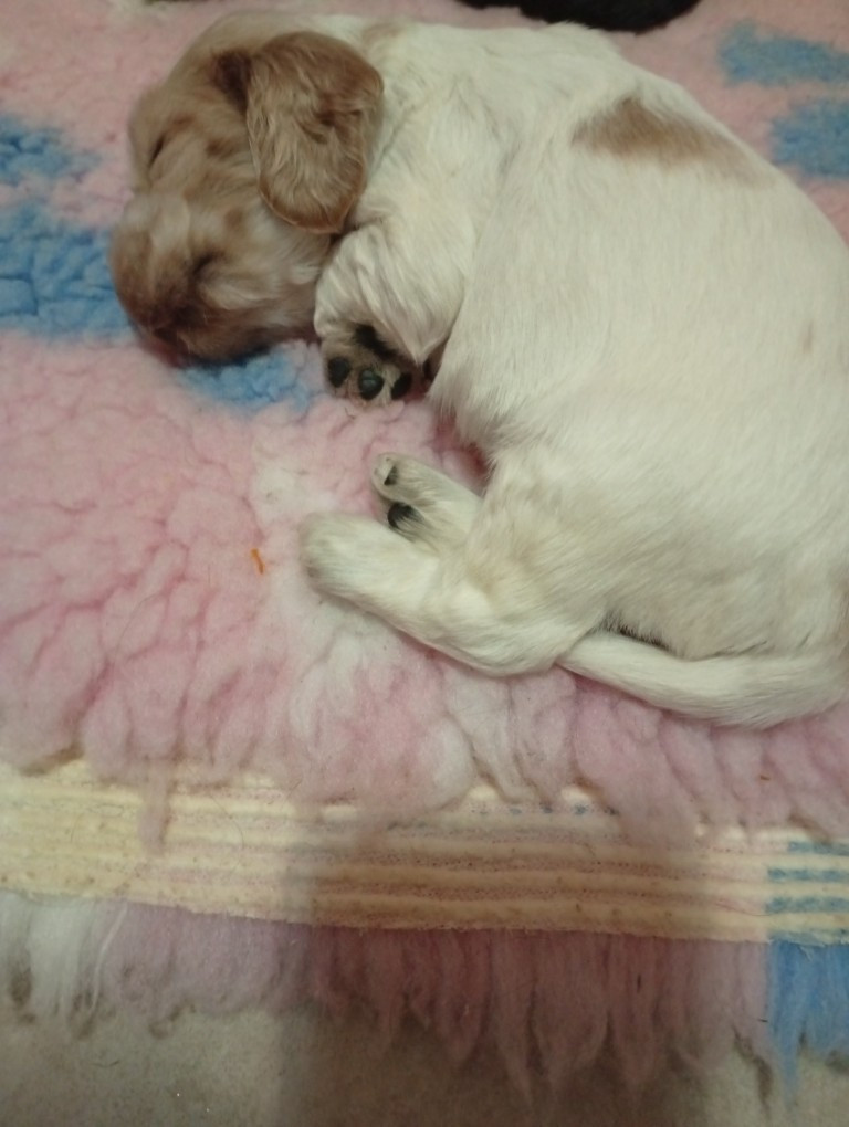 du Tertre de la Pommeraie - Chiots disponibles - Cocker Spaniel Anglais