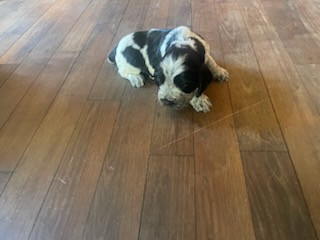 du Tertre de la Pommeraie - Chiots disponibles - Cocker Spaniel Anglais