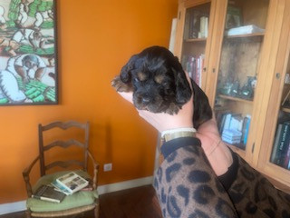 du Tertre de la Pommeraie - Chiots disponibles - Cocker Spaniel Anglais