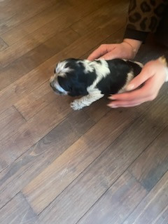 du Tertre de la Pommeraie - Chiots disponibles - Cocker Spaniel Anglais