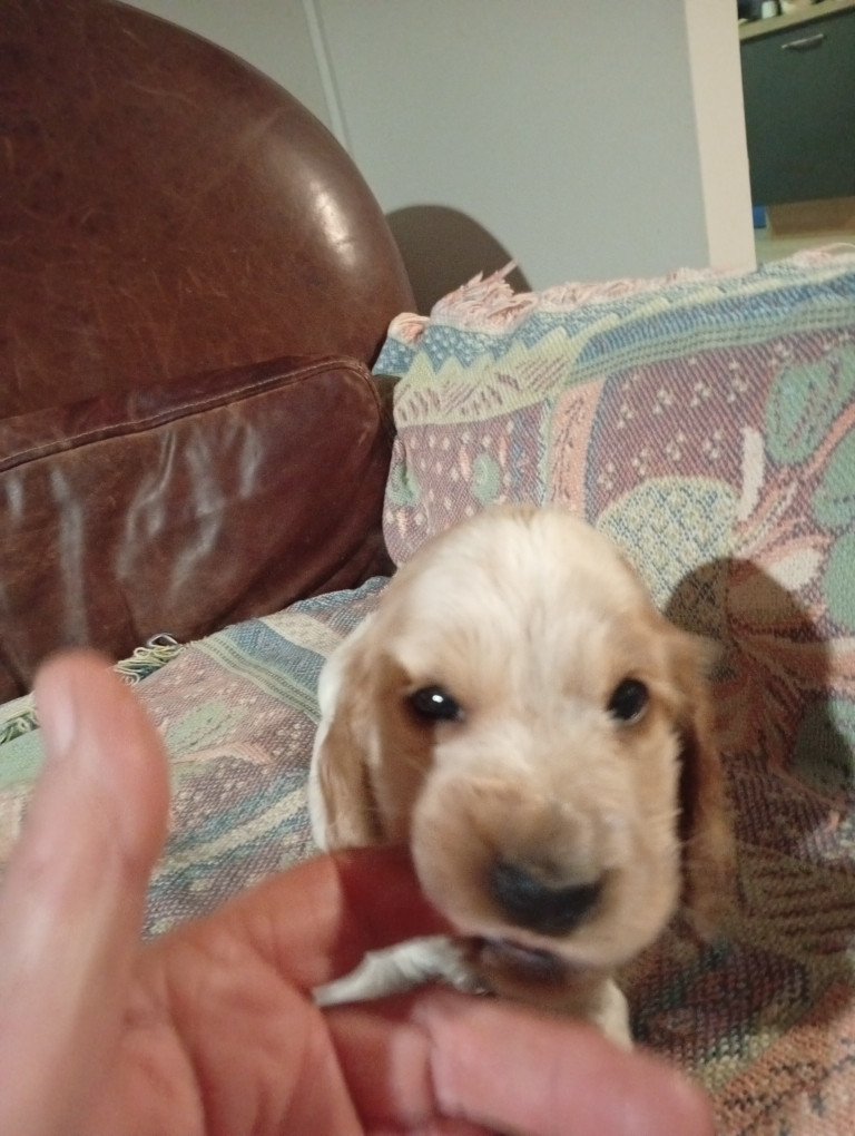 du Tertre de la Pommeraie - Chiots disponibles - Cocker Spaniel Anglais