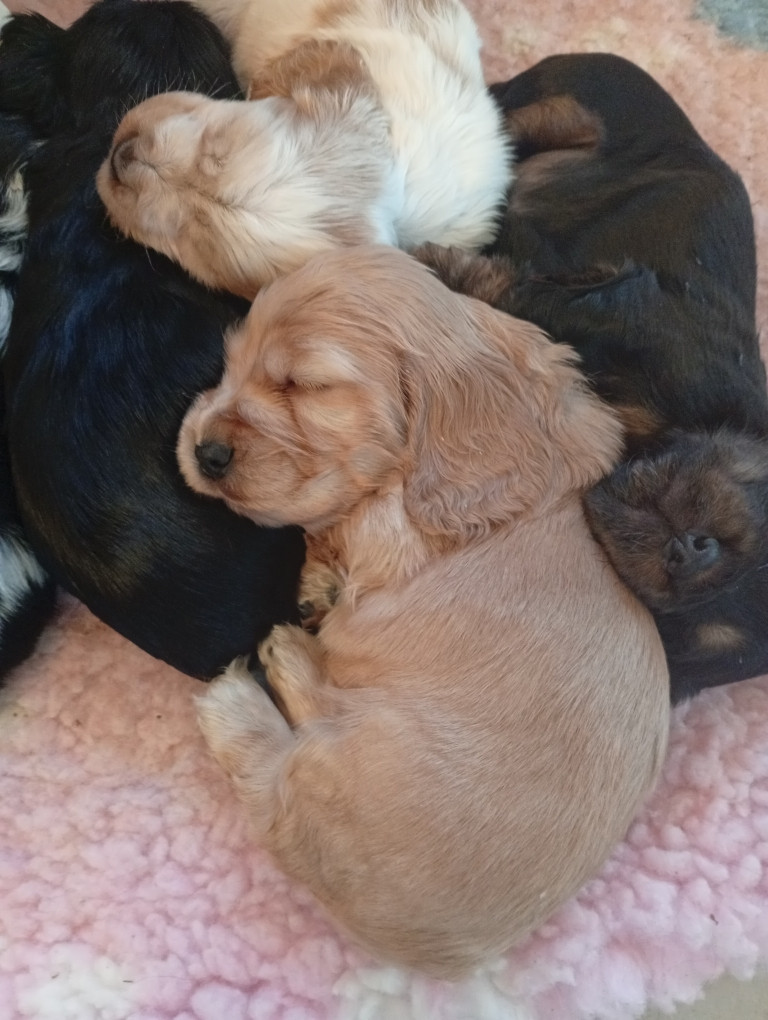 du Tertre de la Pommeraie - Cocker Spaniel Anglais - Portée née le 28/10/2025