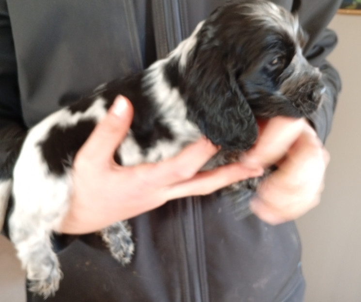 du Tertre de la Pommeraie - Chiots disponibles - Cocker Spaniel Anglais