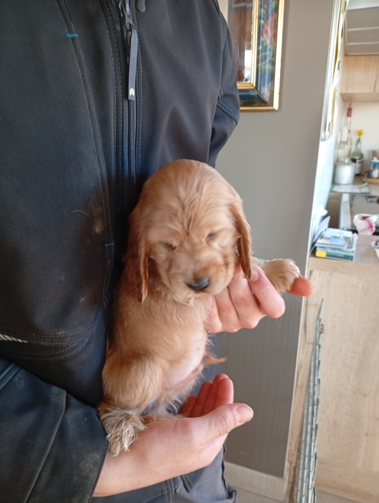 du Tertre de la Pommeraie - Chiots disponibles - Cocker Spaniel Anglais