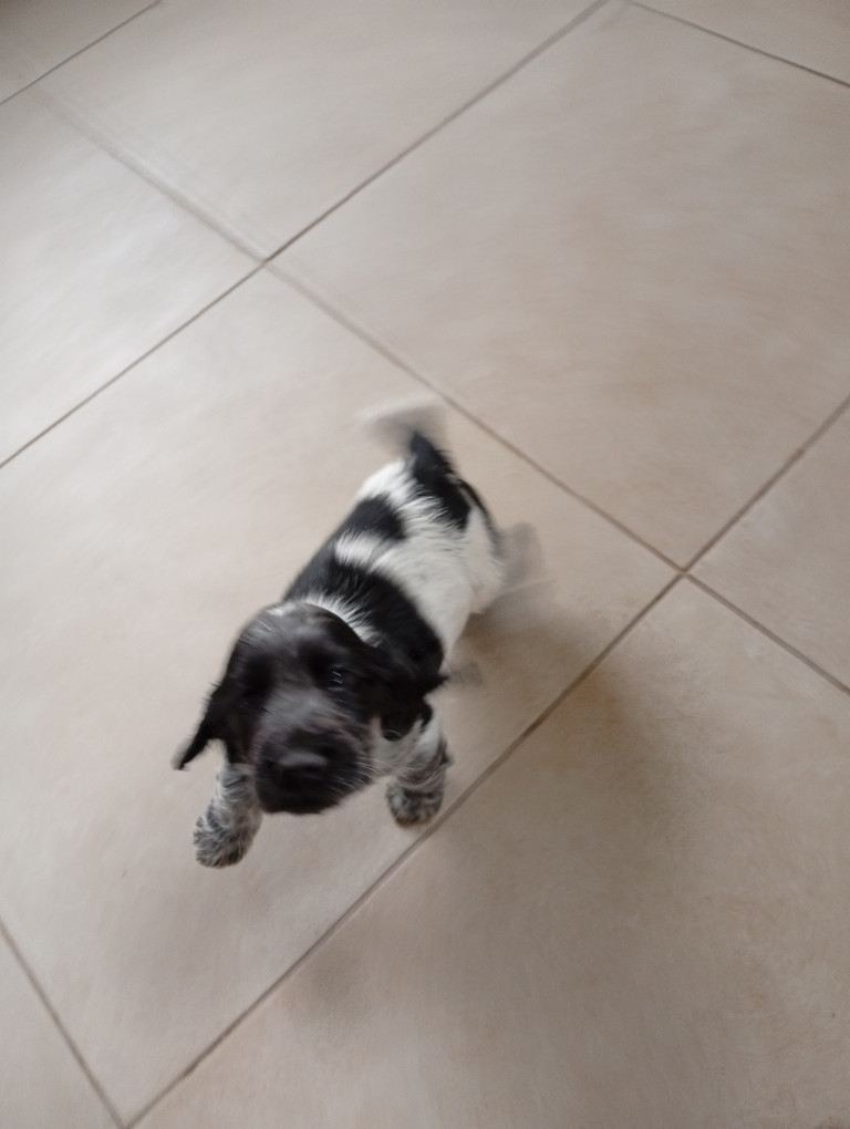 du Tertre de la Pommeraie - Chiots disponibles - Cocker Spaniel Anglais