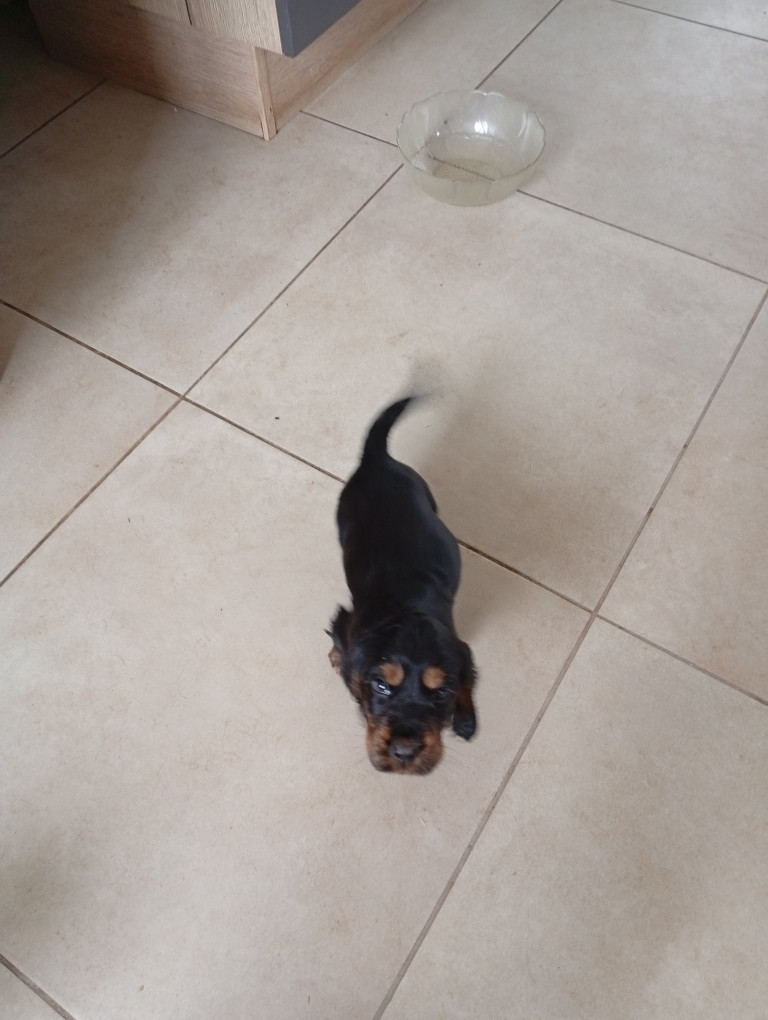 du Tertre de la Pommeraie - Chiots disponibles - Cocker Spaniel Anglais