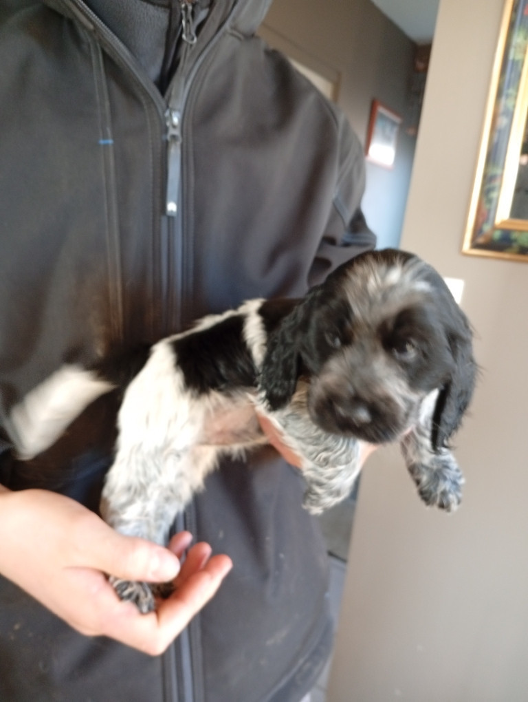 du Tertre de la Pommeraie - Chiots disponibles - Cocker Spaniel Anglais