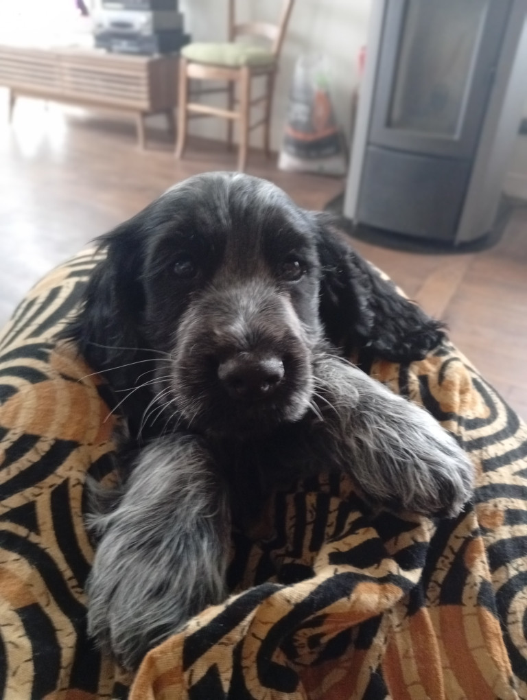 du Tertre de la Pommeraie - Chiots disponibles - Cocker Spaniel Anglais