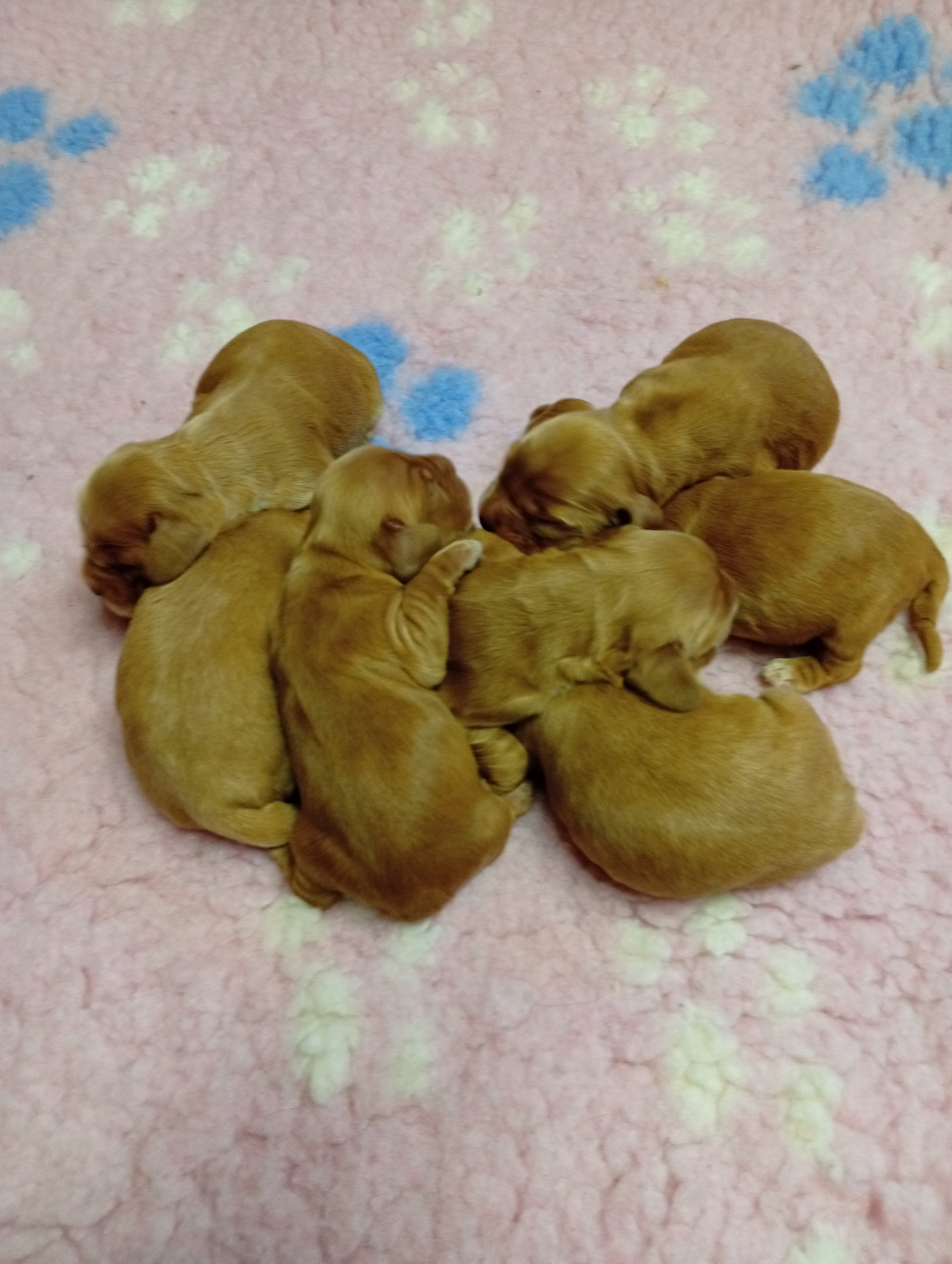 du Tertre de la Pommeraie - Chiots disponibles - Cocker Spaniel Anglais