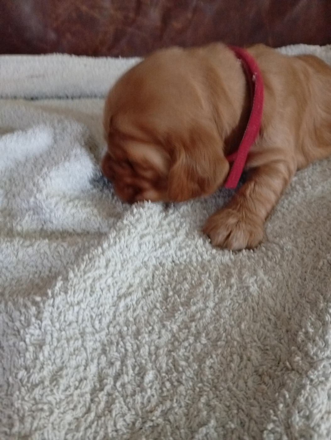 du Tertre de la Pommeraie - Chiots disponibles - Cocker Spaniel Anglais