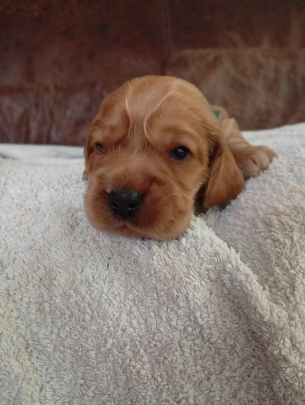 du Tertre de la Pommeraie - Chiots disponibles - Cocker Spaniel Anglais