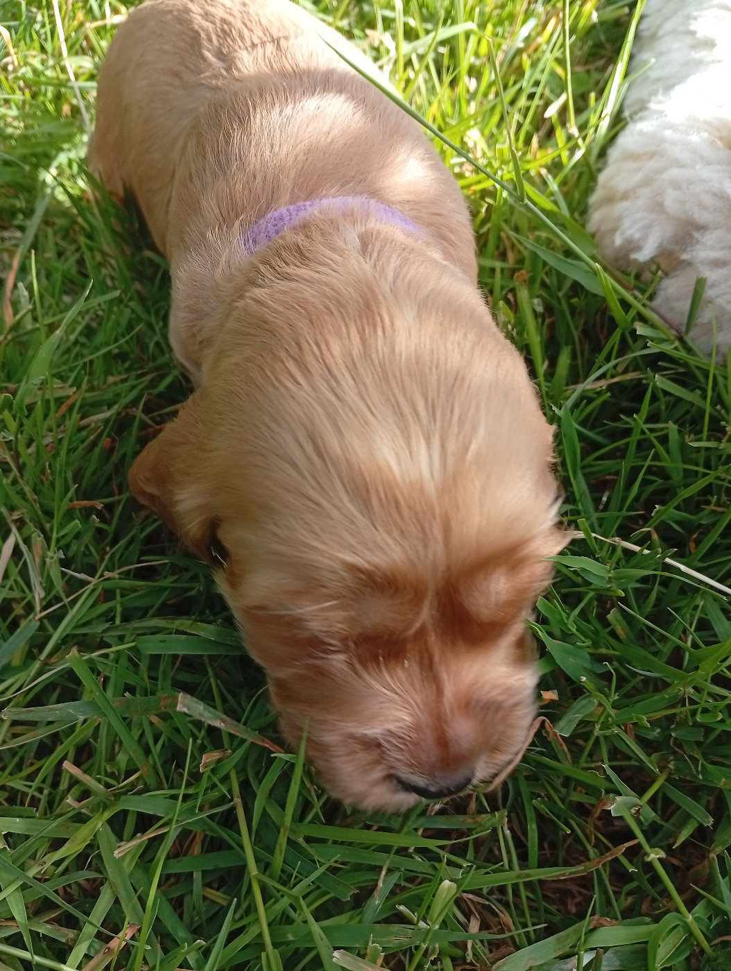 du Tertre de la Pommeraie - Chiots disponibles - Cocker Spaniel Anglais