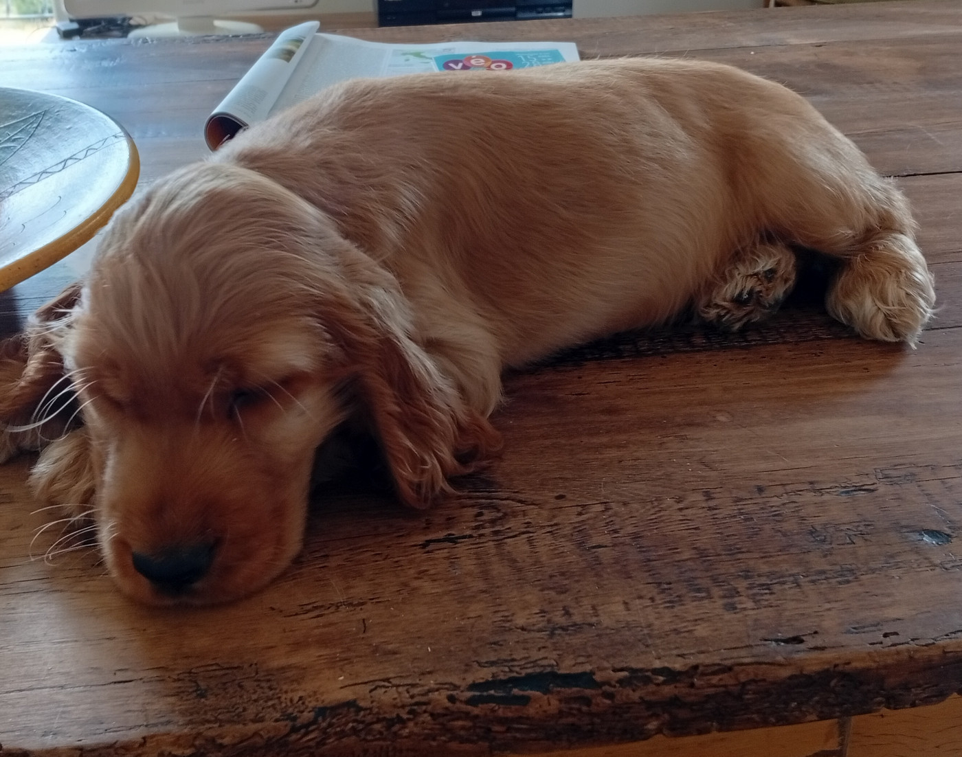 du Tertre de la Pommeraie - Chiots disponibles - Cocker Spaniel Anglais