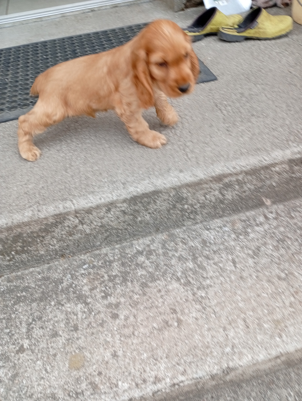 du Tertre de la Pommeraie - Chiots disponibles - Cocker Spaniel Anglais