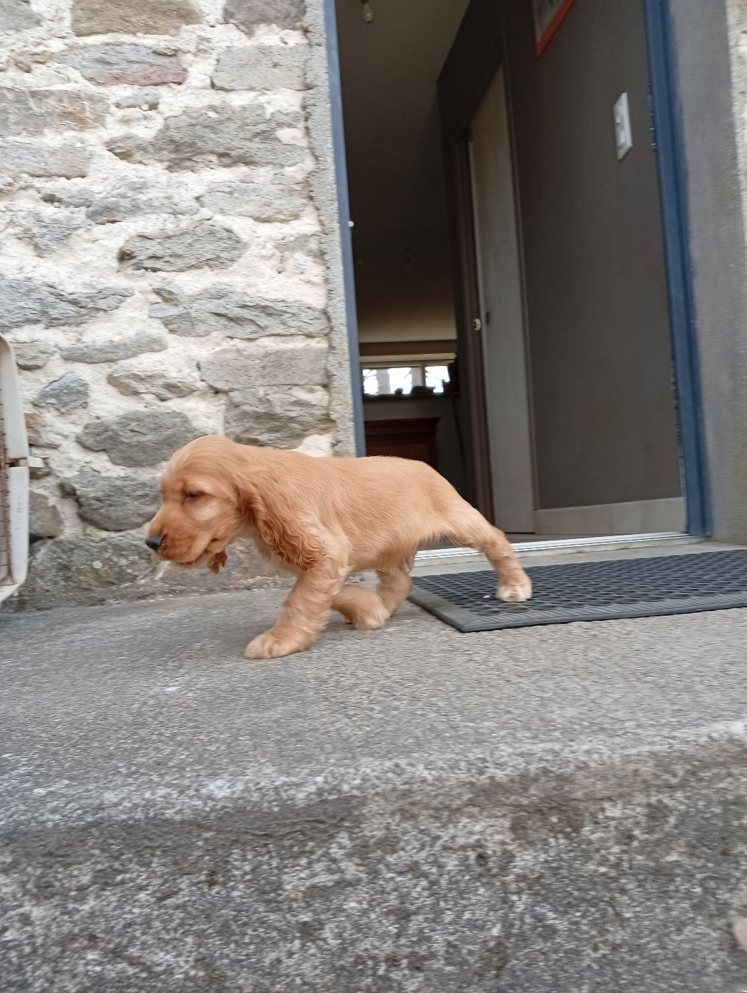 du Tertre de la Pommeraie - Chiots disponibles - Cocker Spaniel Anglais
