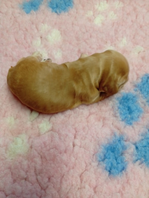 Chiot N°7