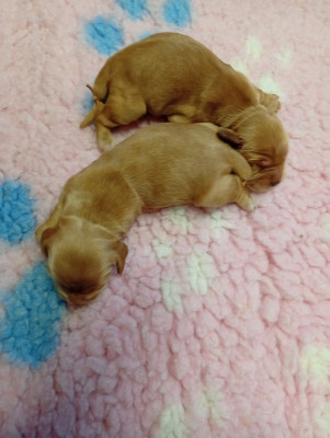 Chiot N°1