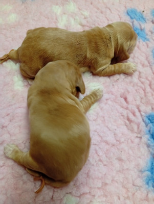 Chiot N°2