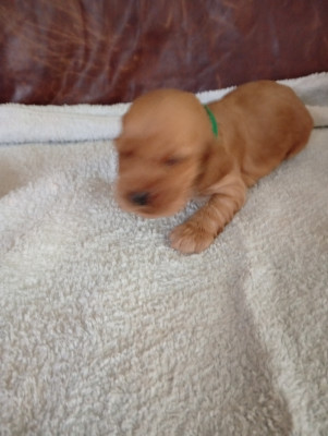 Chiot N°3